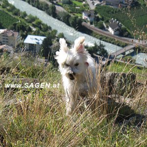 Fliegender Hund über Naturns (Südtirol)