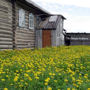 Löwenzahnblumen