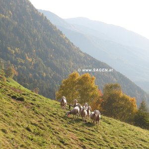 Schafe am Haimingerberg, Tirol