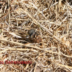 Pillendreher (Scarabaeus sacer) in Serra di Vaglio