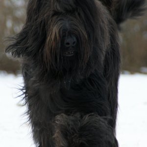 BRIARD