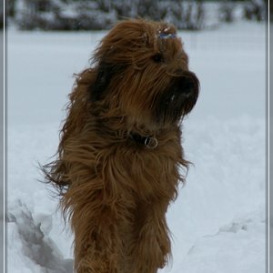 BRIARD