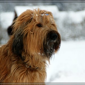 BRIARD