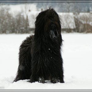 BRIARD