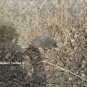 Igel