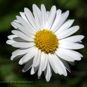 Daisy