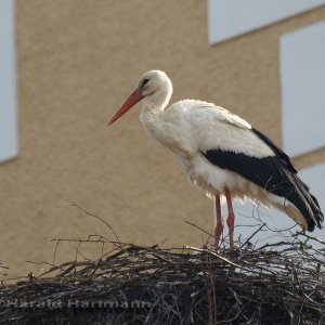 Storch Groß Gerungs