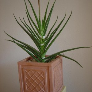 Aloe Vera