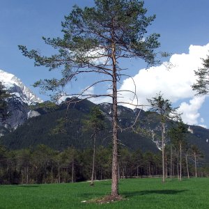 wald im golfgebiet von wildermieming