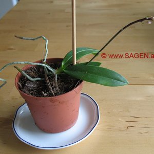 Orchideenkindel