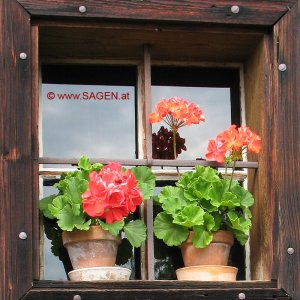 Fenster in Mondsee, Salzkammergut  (Oberösterreich)