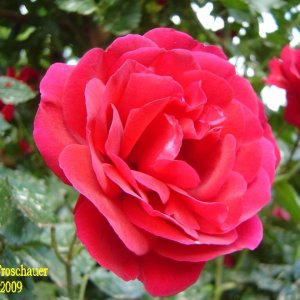 rote Rose