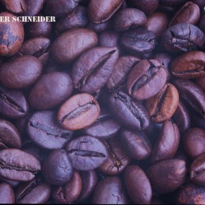 Arabica und Robusta