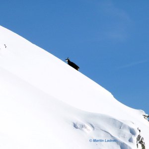 Gemsen auf der Gamsbergspitze