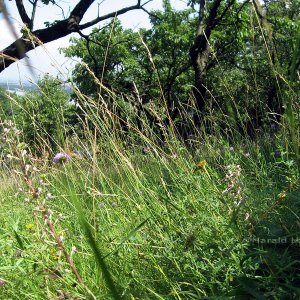 Sommergarten