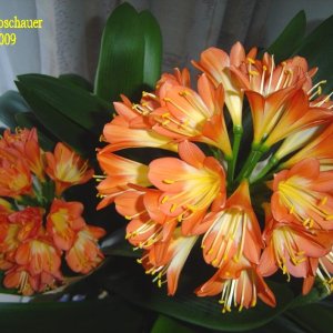 Clivia