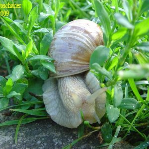 Schnecke 1/2