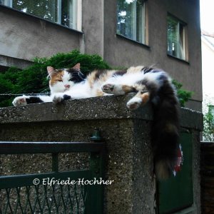 Die Katze auf dem heißen ...