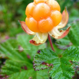 Moltebeere (rubus chamaemorus)