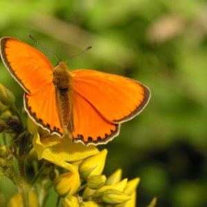 Orangenfalter ist es nicht