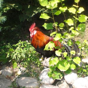 Der Gockel vom Alpenzoo in Innsbruck