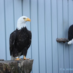 weißkopfseeadler