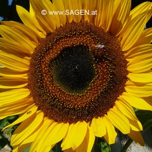 Sonnenblume