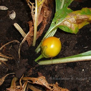 Mandragora_turcomanica_Frucht