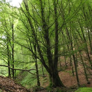 Z'klobener Stein im Kürnberger Wald