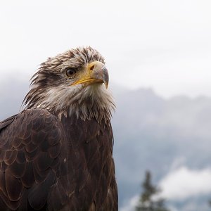 Weißkopfseeadler