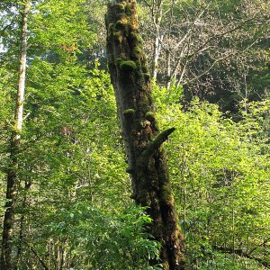 Waldbahn Reichraminger Hintergebirge