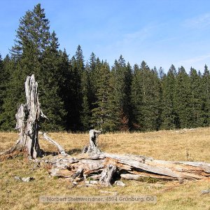 Tot - aber dauerhaft