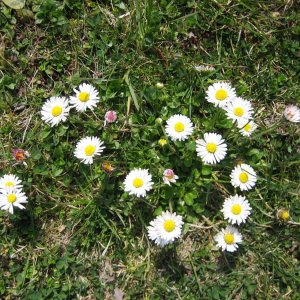 Gänseblümchen - Bellis perennis