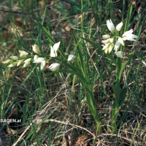 Schwertblättriges Waldvögelein (Cephalanthera longifolia)