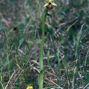 Spinnen-Ragwurz (Ophrys sphegodes)