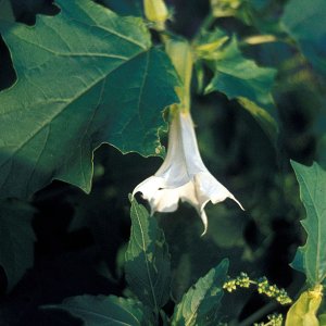 Stechapfel, Datura stramonium