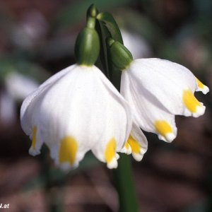 Frühlingsknotenblume (Leucojum vernum)