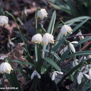 Frühlingsknotenblume (Leucojum vernum)