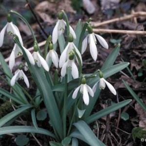 Schneeglöckchen (Galanthus nivalis)