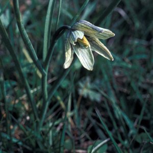 Fritillaria meleagris (Schachblume)