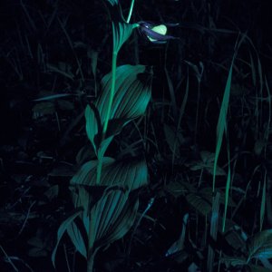 Gelber Frauenschuh (Cypripedium calceolus)