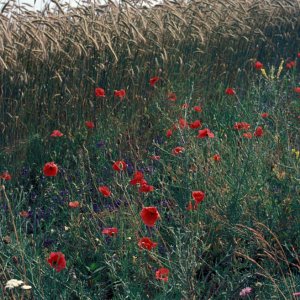 Mohnblumen vor einem Roggenfeld