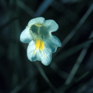 Alpen-Fettkraut (Pinguicula alpina)