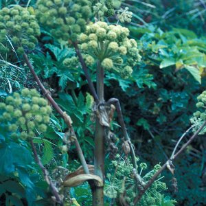 Wild-Engelwurz (Angelica sylvestris)