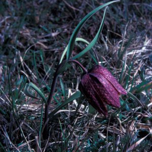 Schachbrettblume (Fritillaria meleagris)