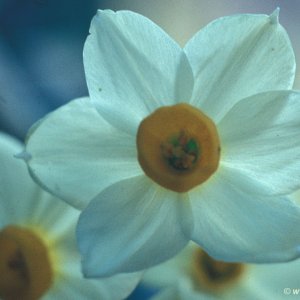 Dichter-Narzisse (Narcissus poeticus)