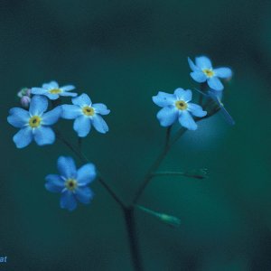 Vergißmeinnicht (Myosotis sp.)