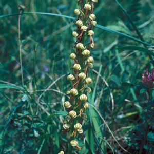 Puppenorchis (Aceras anthropophorum)