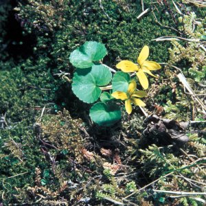 Zweiblüten-Veilchen (Viola biflora)