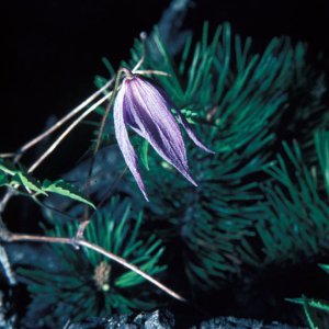 Alpen-Waldrebe (Clematis alpina)